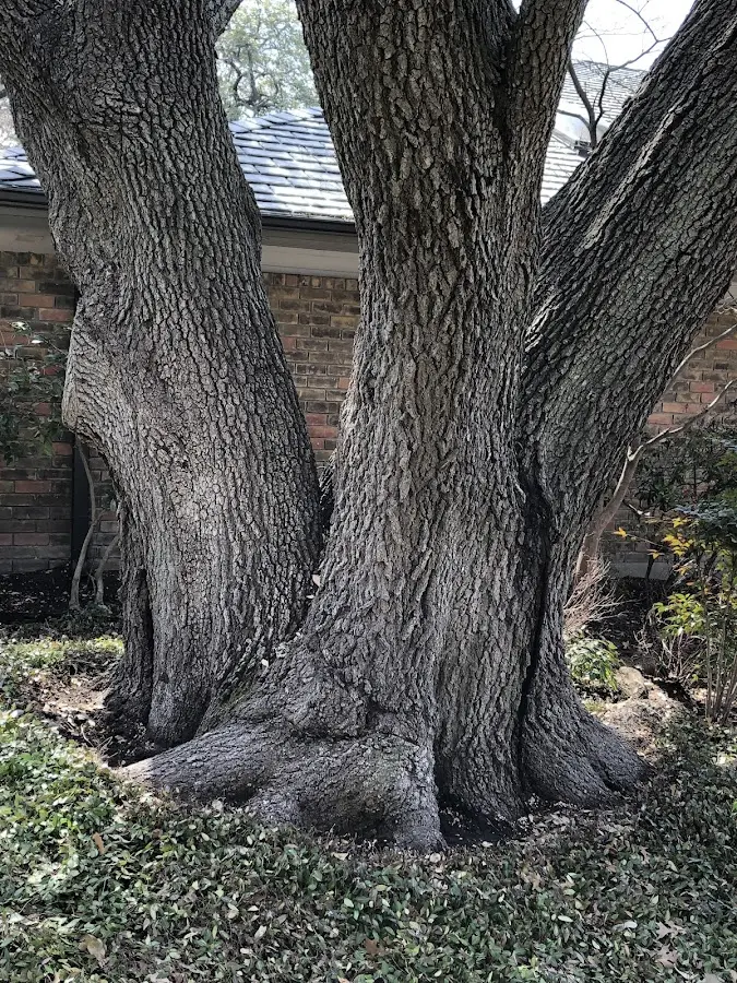 Mature heritage tree close to a Reading property cared for by certified arborists